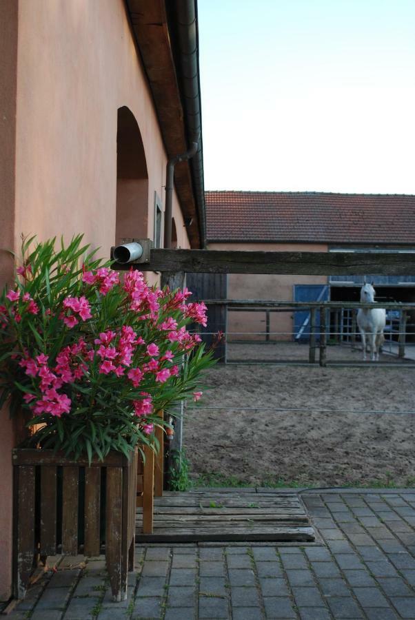 Ferienwohnung Auf Pferdehof Dreetz Extérieur photo